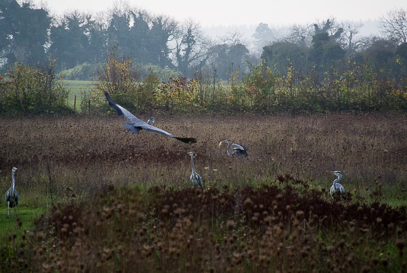Herons