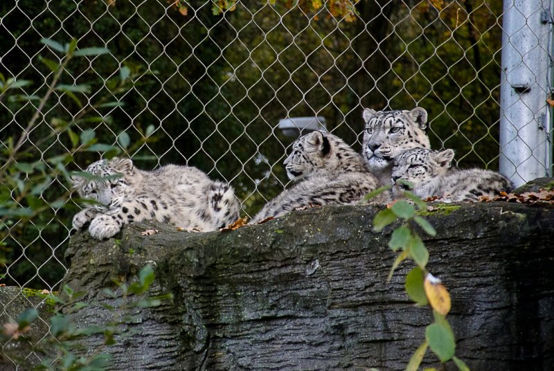 Snow Leopard - Mother & Cubs
