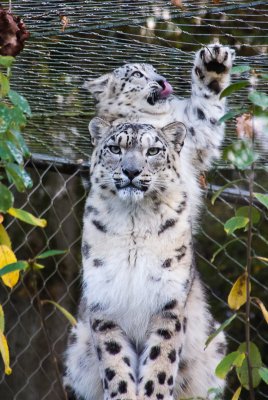 Snow Leopard and one of her cubs