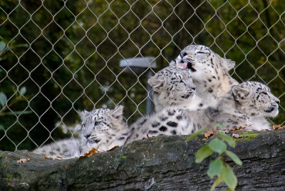 Snow Leopard - Mother & Cubs
