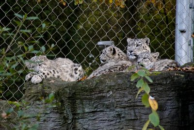 Snow Leopard - Mother & Cubs