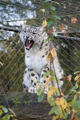 Snow Leopard - cub