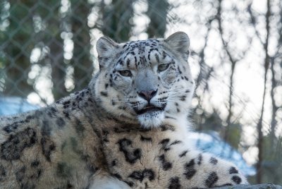 Marwell Wildlife - Snow Leopard