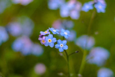 'Forget me Not'