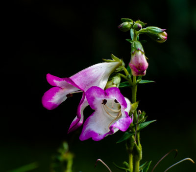 From our garden