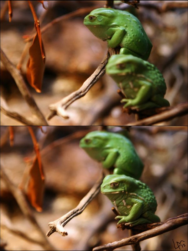 waxy monkey tree frogs.