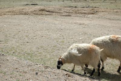 060527~0611_tibet0513.jpg