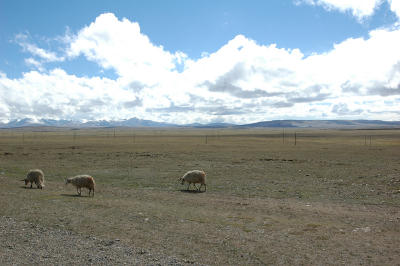 060527~0611_tibet0514.jpg
