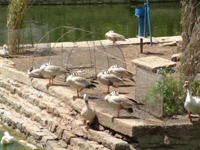 2006_0601_124545AA.jpg