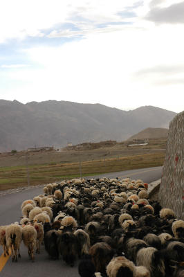 060527~0611_tibet1376.jpg
