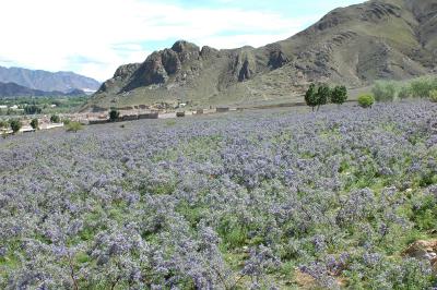 060527~0611_tibet2361.jpg