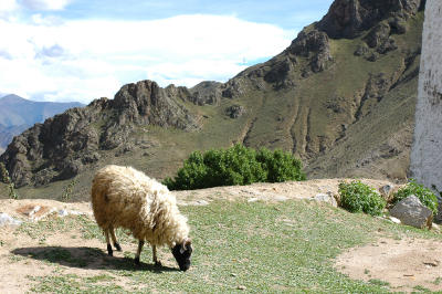 060527~0611_tibet2378.jpg
