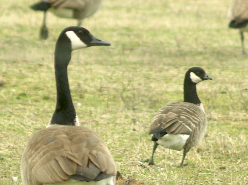 Cackling Goose - Canada Goose compare - 2-3-11 Shelby Farms.