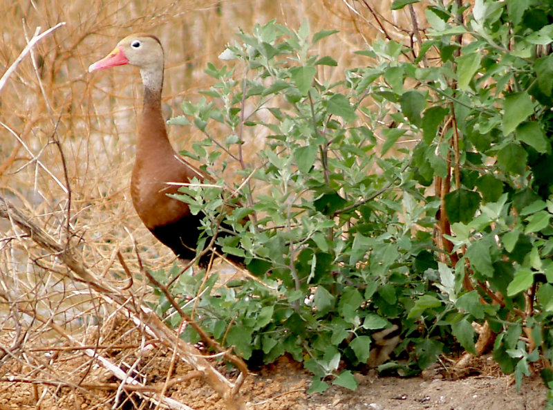 Black-bellied Whistling Duck - 7-28-2011 - Ensley - parent with hidden young.jpg