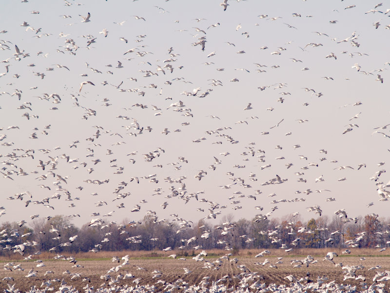 Tunica Gulls - 12-10-2011.