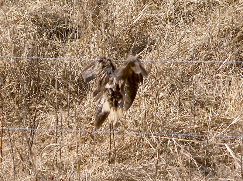 Long-eared Owl - 2-12-2012 - caught on fence