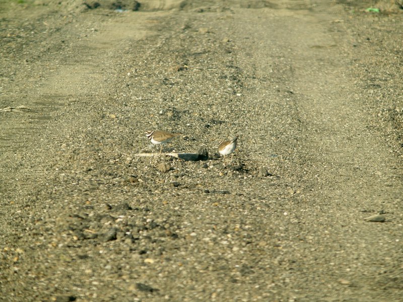 Killdeer Scrape - 1-29-2012 Pair at Ensley