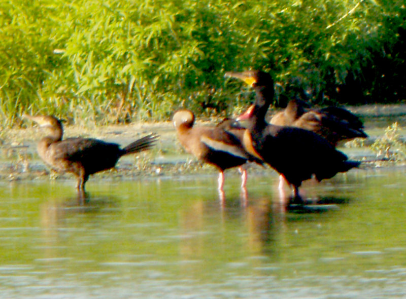 Neotropic Cormorant - 8-19-2012 Ensley - TVA Lake