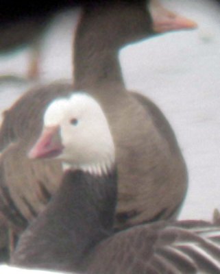 Ross's Goose - 1-20-11 Tunica Co. Blue Morph - compare size to Greater W-f.jpg