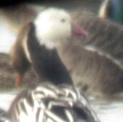 Rosss Goose - 1-20-11 Tunica Co. Blue Morph - head right