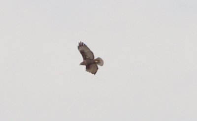 Red-tailed Hawk - 1-15-11 Rufous Morph - Tunica Co. MS.