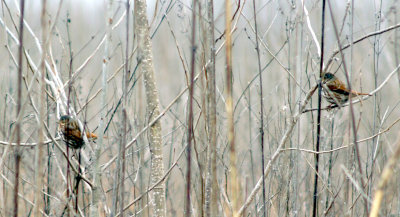 Fox Sparrows - 2-4-11 Eagle lake Refuge.