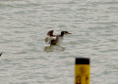Red-necked Grebe - 2-20-11 Robco Lake wing molt.