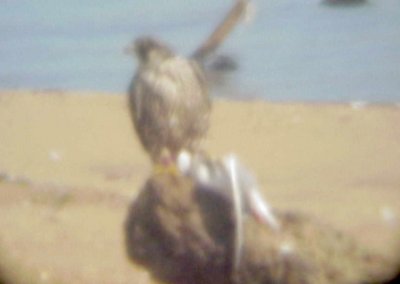 Peregrine Falcon -1-12- 2011 -immature - Arkabutla Lake  with Bonaparte's Gull.jpg