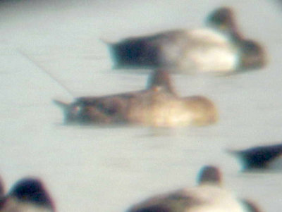 Lesser Scaup - Radio Tagged - TVA Lake, 2-15- 2011.