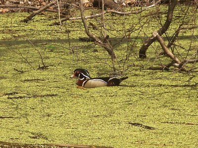 Wood Duck - 4-1-11 Male in the green - Wapanocca NWR. AR