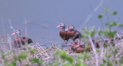 Black-bellied Whistling Duck - 4-10-11