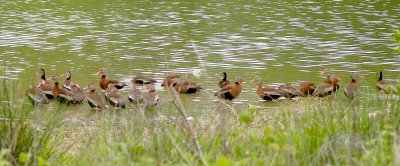 Black-Bellied Whistling Duck - 4-16-11 -