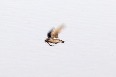 Purple Martin - 4-17-11 - Shelby Co. TN