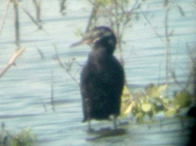 Neotropic Cormorant - 7-10-11 Dyer Co. GRR - 1st adult 