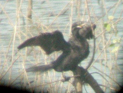 Neotropic Cormorant - 7-10-11 Dyer Co. GRR - 2nd adult -