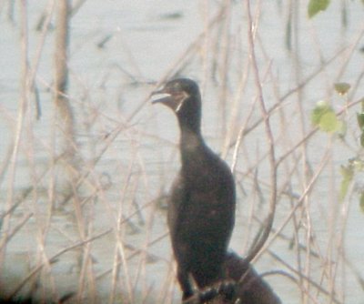 Neotropic Cormorant - 7-10-11 Dyer Co. GRR - 2nd adult.