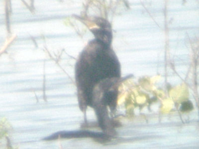 Neotropic Cormorant - 7-10-11 Dyer Co. GRR -2 adults  with filoplumes.