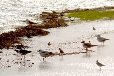 Laughing Gull - 4-22-2011 - Highway 79