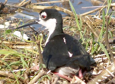 Black-necked Stilt - 4-28-11 - NTP Male on nest