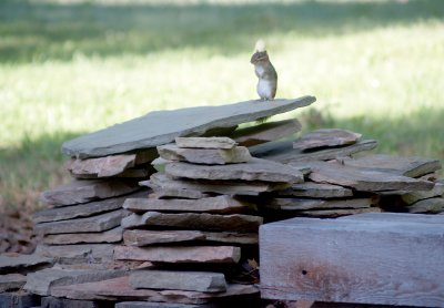 Chipmonk - 4-29-11 - 6300 Memphis Arlington