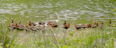 Black-Bellied Whistling Duck - 4-16-11 - 23 of 65