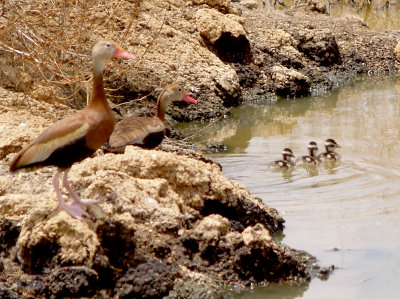 Black-bellied Whistling Duck - 7-17-11 - Ensley Bootoms, Shelby Co, TN