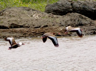 Nesting Black-bellied Whistling Ducks - Ensley Bottoms - Memphis, TN