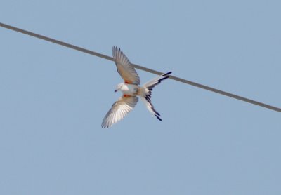 Scissor-tailed Flycatcher - 5-8-11 female in flight