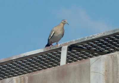 White-winged Dove - 5-6-2011 - Presidents Island -