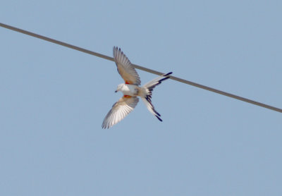 Scissor-tailed Flycatcher - 5-8-11 female in flight.