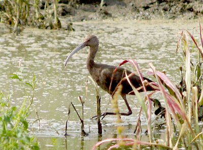 White-faced Ibis - 5-18-11 Ensley.