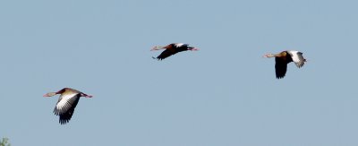 Black-bellied Whistling Duck - 5-17-11 3  in flight.