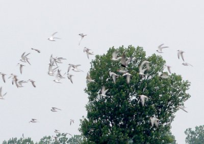 Black Tern - 5-22-11 Lake Co. with 400 Least. Terns.