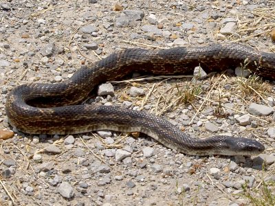 Gray Rat Snake - 5-19-11 - Ensley.
